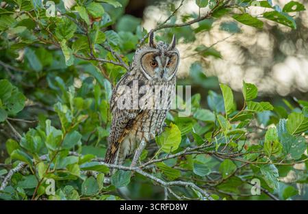 Lange Eared Owl Stockfoto