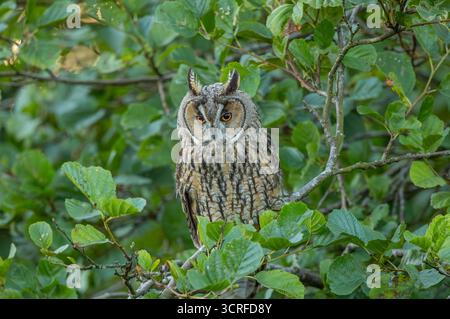 Lange Eared Owl Stockfoto