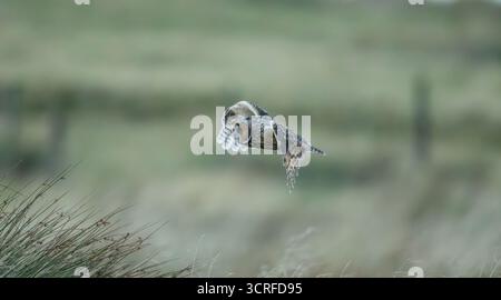 Lange Eared Owl Stockfoto