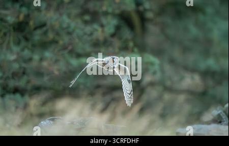 Lange Eared Owl Stockfoto