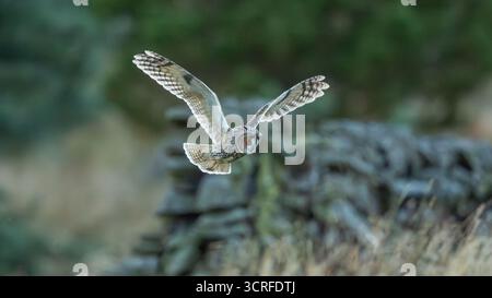 Lange Eared Owl Stockfoto