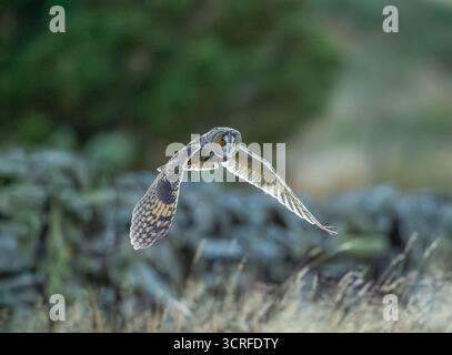 Lange Eared Owl Stockfoto