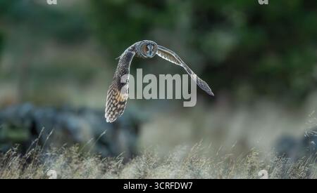 Lange Eared Owl Stockfoto