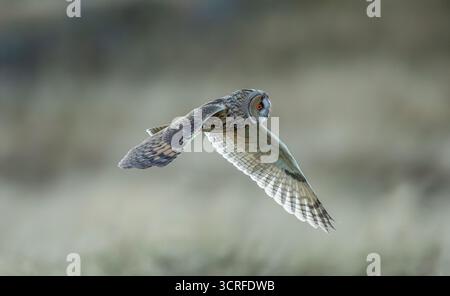 Lange Eared Owl Stockfoto