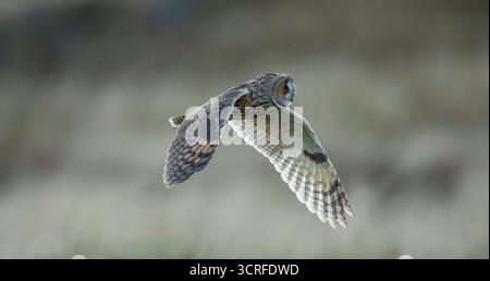 Lange Eared Owl Stockfoto