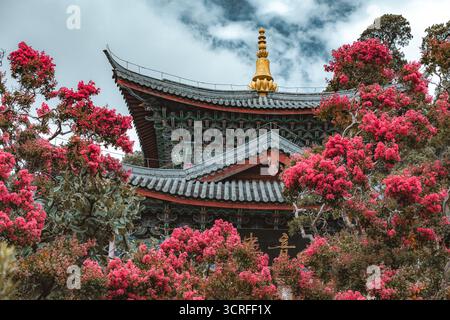 Blick auf eine traditionelle mehrstufige Pagode mit einem goldenen Turm, eingerahmt von leuchtenden rosa Blüten unter einem bewölkten Himmel, Dali, Yunnan, China. Stockfoto