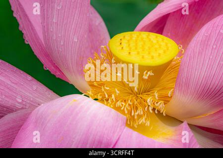 Blick auf eine leuchtende rosa Lotusblume mit zarten Wassertropfen, die sich an ihren Blütenblättern anschmiegen, mit einem leuchtend gelben Zentrum inmitten von grünem Laub, Kun Ming Shi, China. Stockfoto