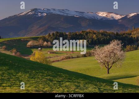 Blick auf sanfte grüne Hügel, die von Sonnenlicht geküsst werden, einen einsamen blühenden Baum und schneebedeckte Berge in der Ferne, Poniky, Banskobystrický kraj, Slova Stockfoto