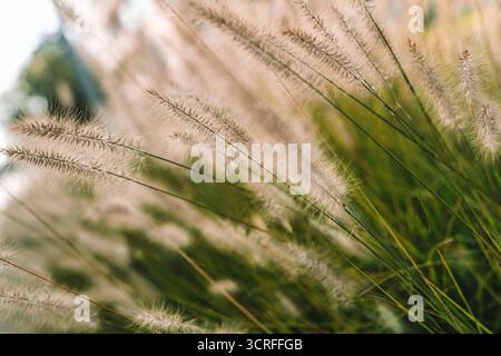 Pampas-Grasfedern zeigen ihre weiche Textur und ihre gefiederten Stiele, fangen warmes Sonnenlicht mit einem sanften Bokeh-Hintergrund ein und schaffen eine ruhige und tragende Atmosphäre Stockfoto