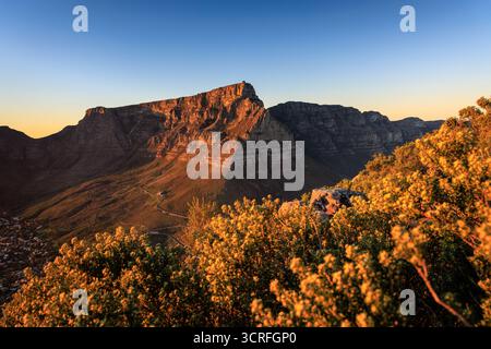 Der Blick auf den Tafelberg leuchtet mit goldenem Licht, wie er durch blühende Fynbos gesehen wird und Schatten auf die Landschaft wirft, Kapstadt, Westkap, Süd-Afri Stockfoto