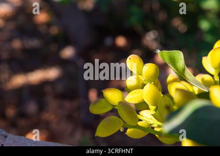 Pistazien-Nüsse am Ast im Fokus. Unreife Pistazien, beleuchtet durch Sonnenlicht. Stockfoto