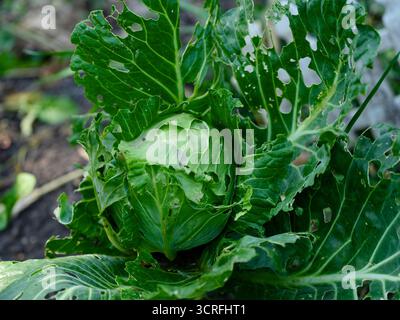 Ein lebhafter Grünkohlkopf in einem Garten zeigt sichtbare Anzeichen von Schädlingsschäden, mit vielen Löchern in den äußeren Blättern. Stockfoto