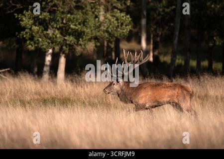 Hirsch im Schritt durch die goldene Wiese, breite Geweihe fangen Herbstlicht ein; wachsames Profil, das sich entlang des Waldes bewegt, Kraft und Ausgeglichenheit der Furche. Stockfoto