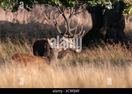 Rothirsch und Hecke nebeneinander in goldenem Gras, Geweihe ragen unter Eichenschatten, Herbstlicht, das Zartheit und wilde Kraft offenbart. Stockfoto