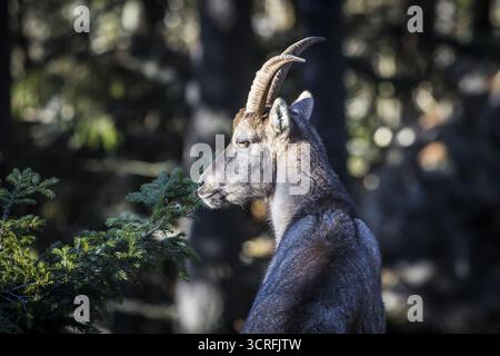 Blick auf einen majestätisch stehenden alpinen Steinbock, dessen Hörner vor dem dunklen Wald in einem Bodenfoto stehen, Frohnleiten, Steiermark, Österreich. Stockfoto