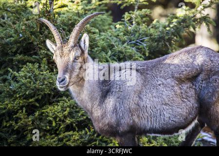 Der Blick auf einen alpinen Steinbock mit seinen majestätischen Hörnern, die sich vor dem dunkelgrünen Laub abheben, steht in seinem Berghabitat Frohnleiten, Steiermark, Österreich. Stockfoto