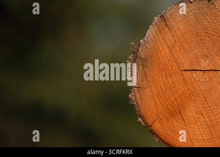 Nahaufnahme eines frisch gesägten Baumstamms mit detaillierten Wachstumsringen und Holzstrukturen in einem sanft verschwommenen Waldhintergrund. Stockfoto