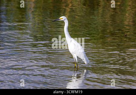 Ein eleganter Snowy Egret (Egretta thula) weht im Wasser auf der Jagd nach einem Fisch in Farmington Bay WMA, Farmington, Davis County, Utah, USA. Stockfoto