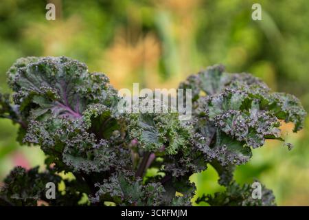Scharlach-Grünkohl, Brassica oleracea, wächst in einem Bio-Garten. Dekorative Brassica oleracea, Sorte Curly Scarlet. Mehrfarbiger Dekorkohl. Stockfoto