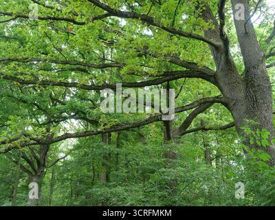 Alte Eiche mit ausbreitenden Ästen und dichtem grünen Laub. Licht filtert durch Baumkronen. Kopierraum. Stockfoto
