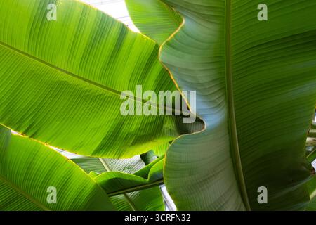 Nahaufnahme von wachsenden Bananenblättern Stockfoto