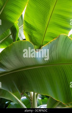 Nahaufnahme von wachsenden Bananenblättern Stockfoto