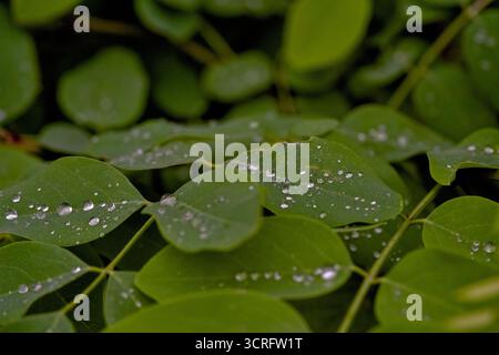 Makroaufnahme von Wassertropfen auf lebendigen, frischen grünen Blättern Stockfoto