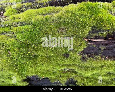 Hellgrünes Moos wächst auf einem feuchten, gefallenen Baumstamm im Wald neben der Stadt Margaret River im Südwesten von Western Australia. Stockfoto