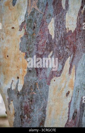 Abstrakte Nahaufnahme der Platenaceae-Familie der Platenrinde (planatus) Stockfoto