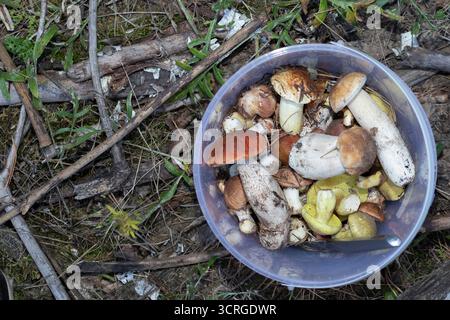 Frisch geerntete Wildpilze, einschließlich Stachelschweine, Boletus und Pfifferlingen in einem Plastikeimer. Konzept der Waldernte, Bio-Lebensmittel, vegetarische Gerichte Stockfoto