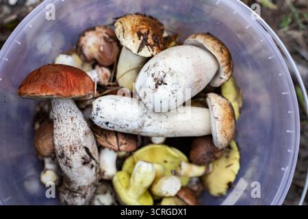 Nahaufnahme von frisch geernteten Wildpilzen in Plastikeimer auf Waldboden. Konzept der Bio-Lebensmittel, Herbsternte, Futtersuche, gesunde Ernährung und na Stockfoto