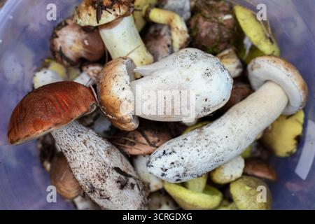 Nahaufnahme von frisch geernteten Wildpilzen in Plastikeimer auf Waldboden. Konzept der Bio-Lebensmittel, Herbsternte, Futtersuche, gesunde Ernährung und na Stockfoto