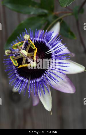 Passiflora-Blume Stockfoto