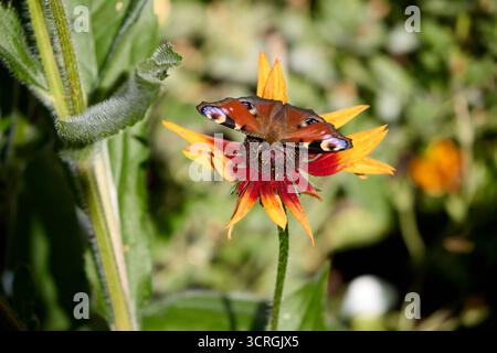 Eine lebendige Nahaufnahme fängt die zarte Schönheit eines Pfauenfalters ein, der anmutig auf einer Rudbeckia-Blume ruht. Die Flügel des Schmetterlings sind Werbung Stockfoto