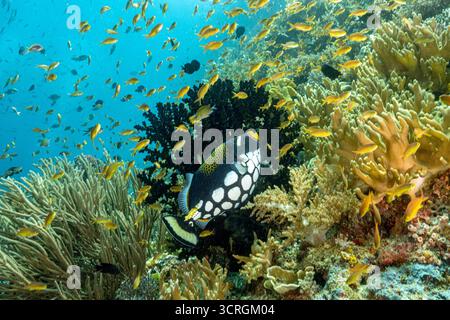 Malerische Rifflandschaft mit Clownfischen, Balistoides conspicillum, Raja Ampat Indonesia. Stockfoto