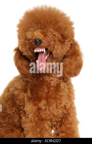 Glücklicher roter Spielzeugpudel, der weit gähnt, Zähne und Zunge sichtbar, lockiges Fell, verspielte Emotionen auf weißem Hintergrund Stockfoto