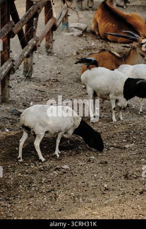 Schaf-Gruppe mit schwarzen Köpfen weidet in der Nähe einer Antilope, eine Krähe sitzt auf einem Schafrücken. Stockfoto
