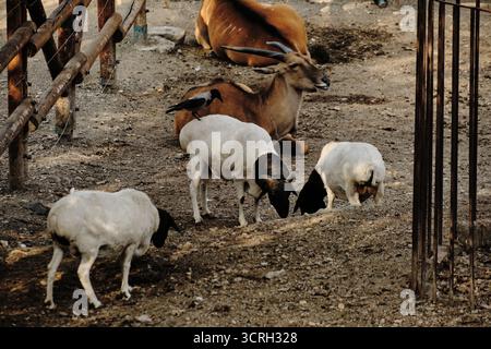 Schaf-Gruppe mit schwarzen Köpfen weidet in der Nähe einer Antilope, eine Krähe sitzt auf einem Schafrücken. Stockfoto
