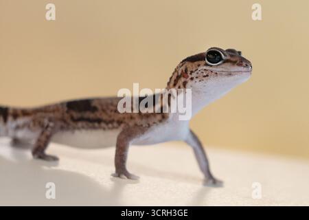 Niedlicher Leopard Geckos (Eublepharis Macularius) auf unscharfem Hintergrund Stockfoto