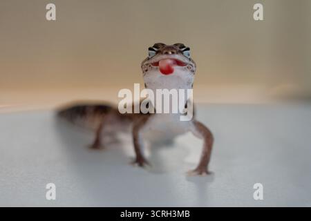 Niedlicher Leopard Geckos (Eublepharis Macularius) auf unscharfem Hintergrund Stockfoto