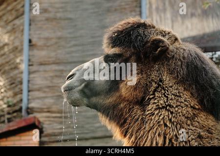 Ein Kamel trinkt Wasser mit Tropfen aus dem Mund im Belgrader Zoo. Seitenansicht Hochformat. Stockfoto