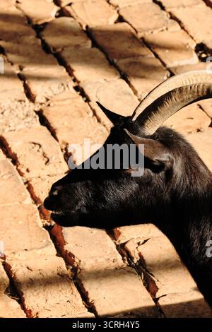 Nahaufnahme einer schwarzen Ziege mit geschwungenen Hörnern auf Steinpflaster im Belgrader Zoo. Stockfoto