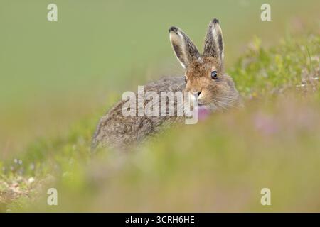 Mountain Hare (Lepus timidus) in braunem Sommerkittel, Cairngorms Mountains, Cairngorm National Park, Schottland, Juli 2016 Stockfoto