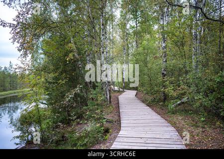 Ökologische Promenade am Seeufer in einem erhaltenen Waldpark zwischen Birkenbäumen, persönlicher Blick Stockfoto
