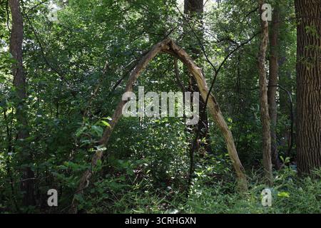 Gebrochene Baumbögen über dichten, sonnendurchfluteten Unterholz des Bodens des dichten, üppigen, grünen Borealen Waldes im Sommer Stockfoto