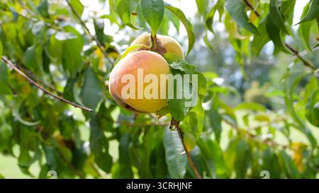 Reife Aprikosenfrüchte hängen von einem Baum auf einem Bauernhof Stockfoto