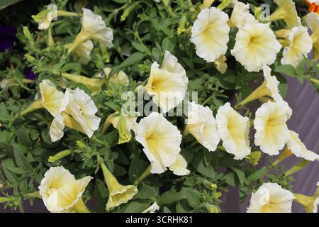 Blumenstrauß von weißgelben Petunie gegen mittelgrüne Blätter (Nahaufnahme) Stockfoto