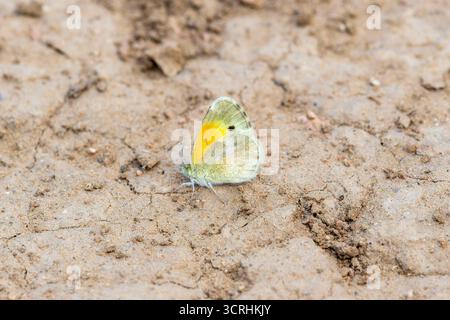 Ein feiner Schwefel (Nathalis iole) Schmetterling thront auf trockener, zerrissener Erde mit gedämpften Farben. Die Flügel sind mit einem leuchtenden gelben Patch versehen Stockfoto