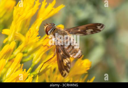 Eine Poecilanthrax willistonii, eine Bienenfliege, steht auf leuchtend gelben Blüten, die auf einer wilden Wiese Pollen sammeln. Stockfoto
