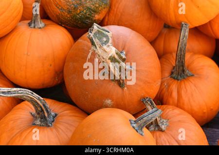 Nahaufnahme von knalligen orangefarbenen Kürbissen für Halloween-Schnitzereien auf dem Herbstmarkt Stockfoto